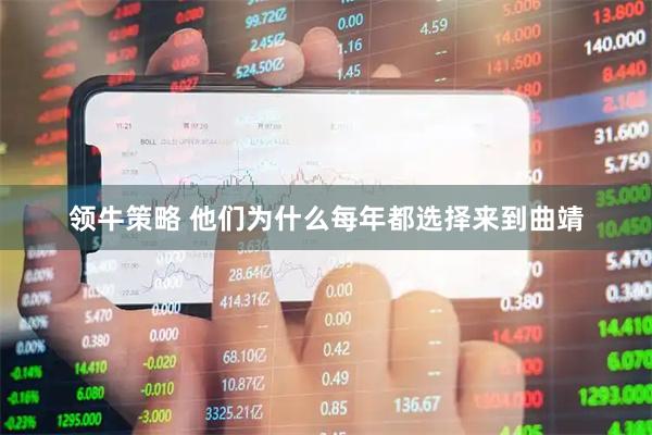 领牛策略 他们为什么每年都选择来到曲靖